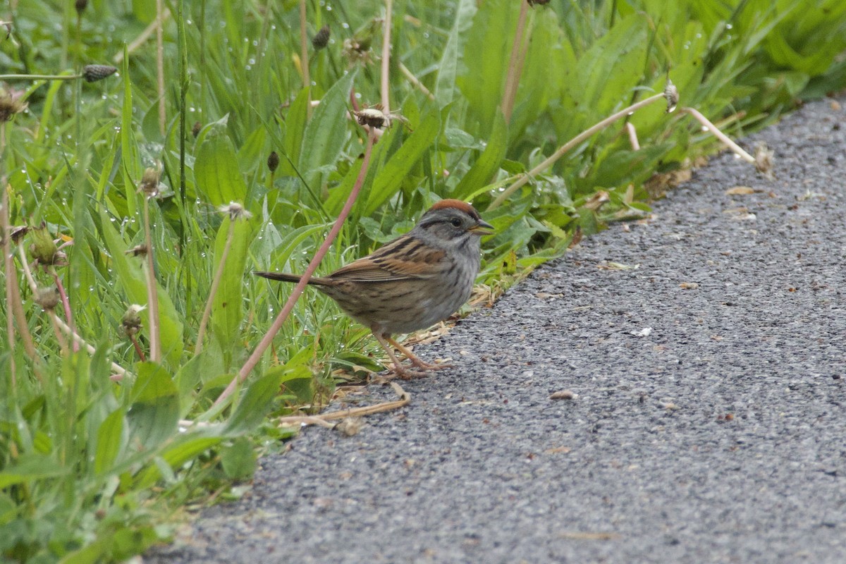Swamp Sparrow - ML618554001