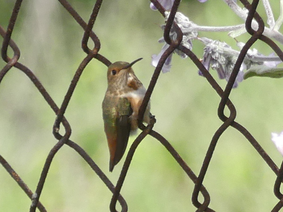 Allen's Hummingbird - ML618554013