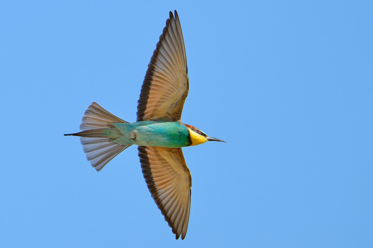 European Bee-eater - ML618554057