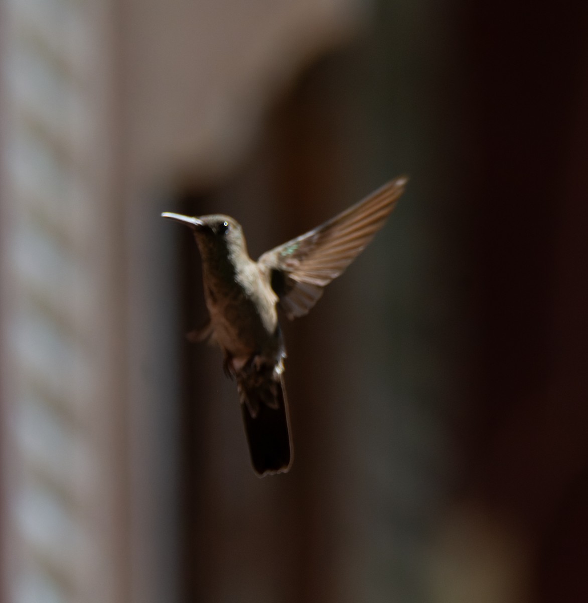 Sombre Hummingbird - ML618554072
