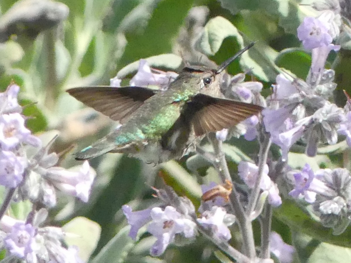 Costa's Hummingbird - Jeanine Merrill
