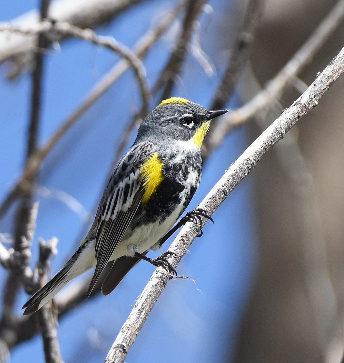 Yellow-rumped Warbler (Myrtle x Audubon's) - ML618554098