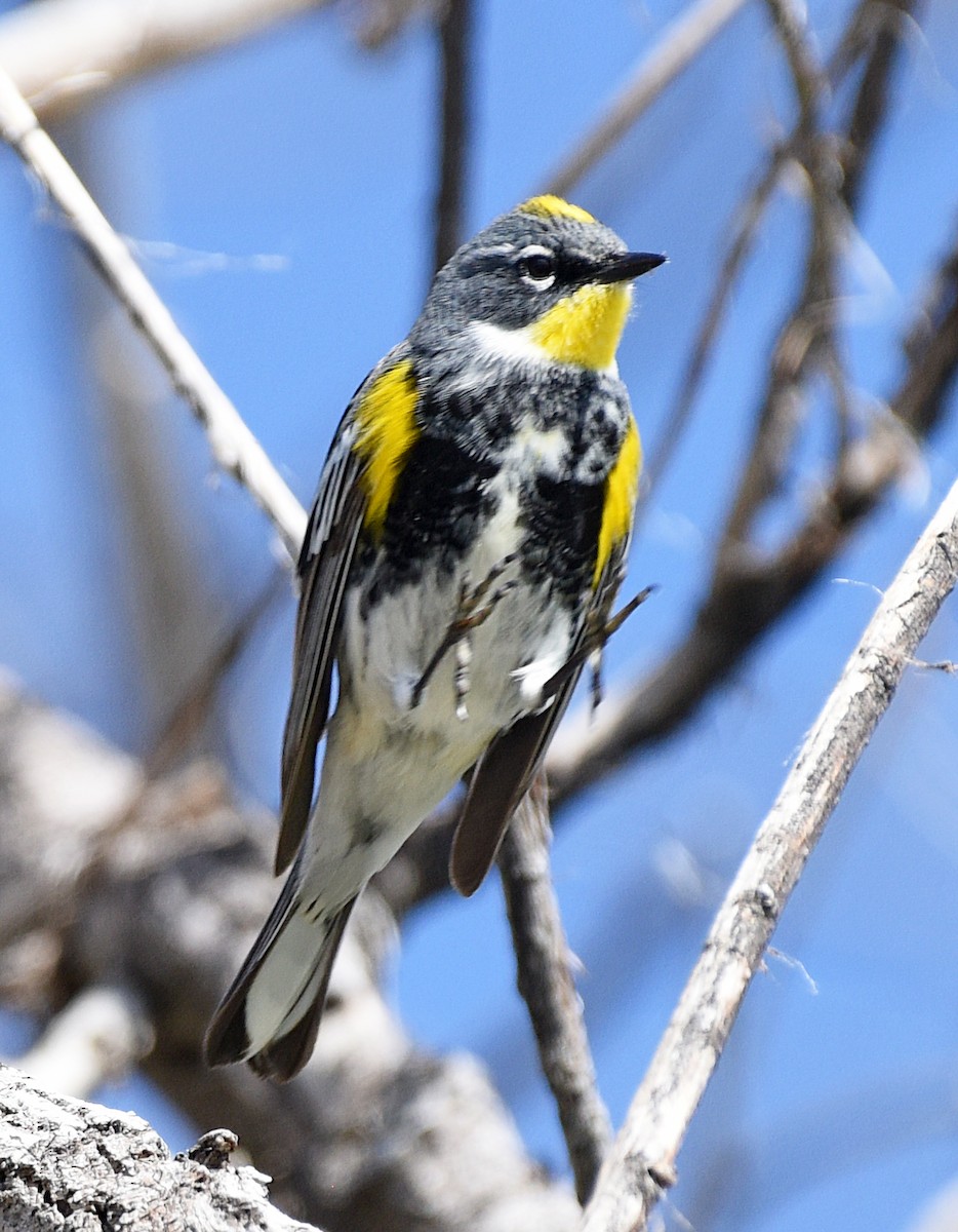 Yellow-rumped Warbler (Myrtle x Audubon's) - ML618554100