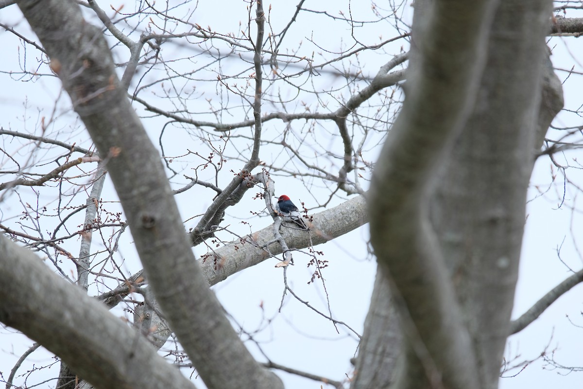 Red-headed Woodpecker - ML618554110