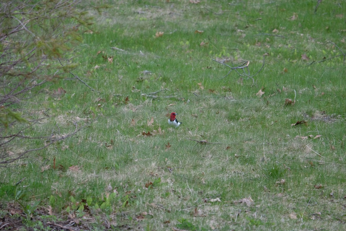Red-headed Woodpecker - ML618554111