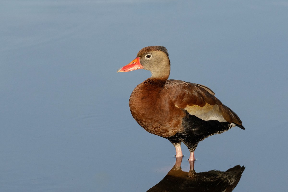 Black-bellied Whistling-Duck - Keith Kennedy