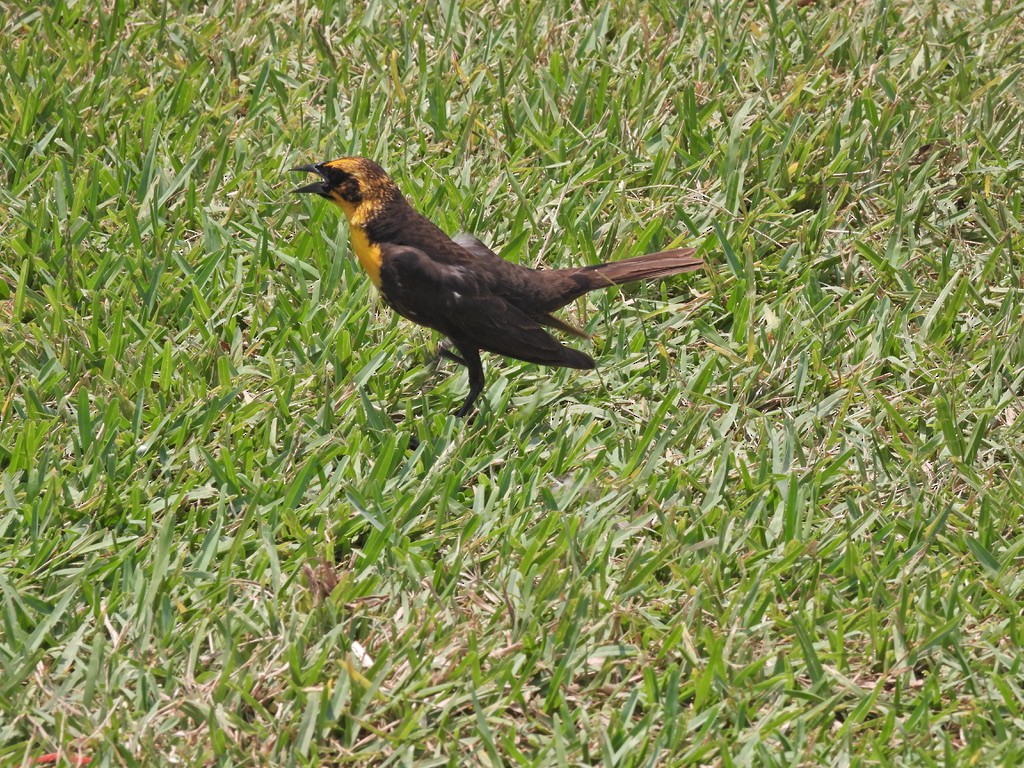 Yellow-headed Blackbird - ML618554165