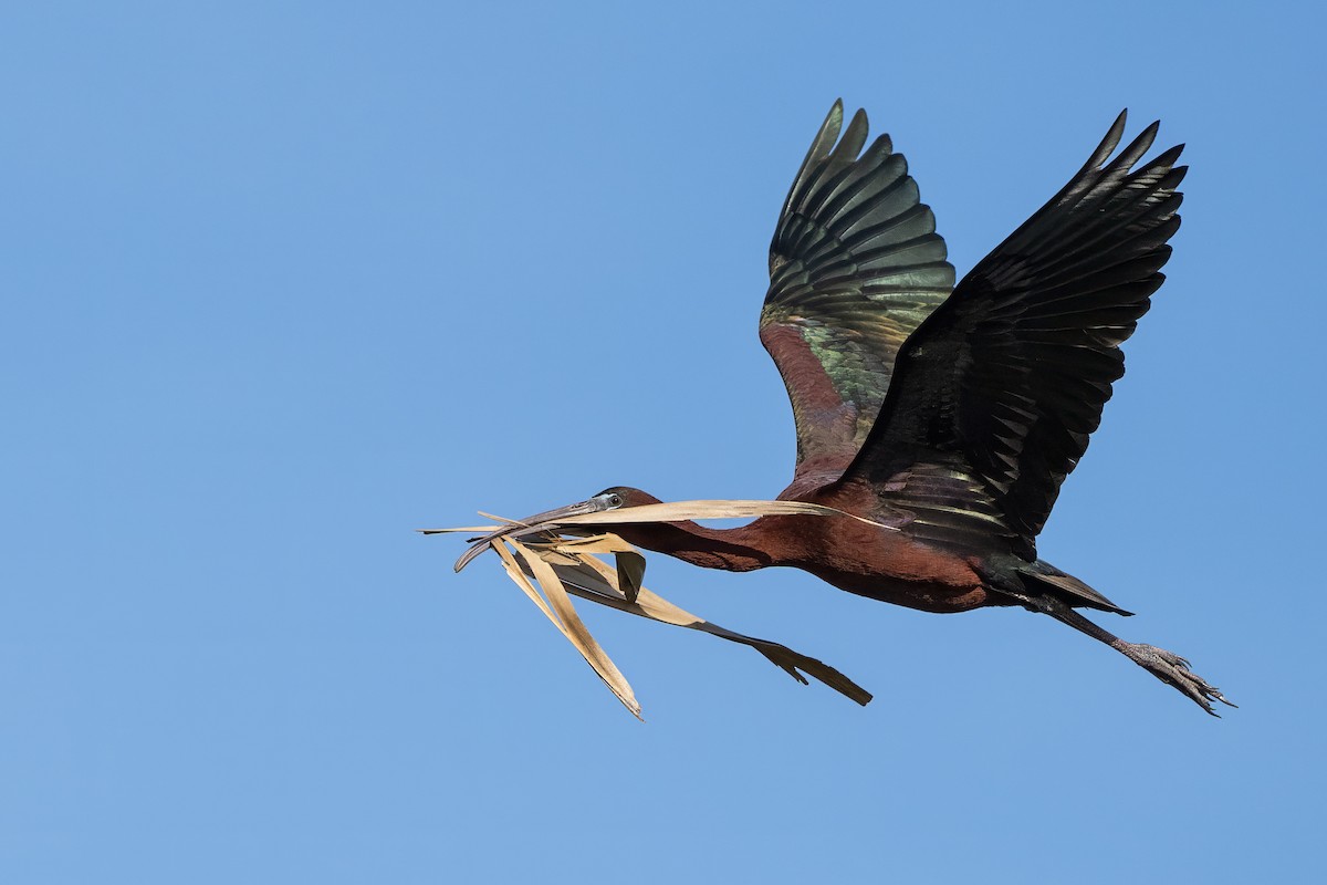 ibis hnědý - ML618554168