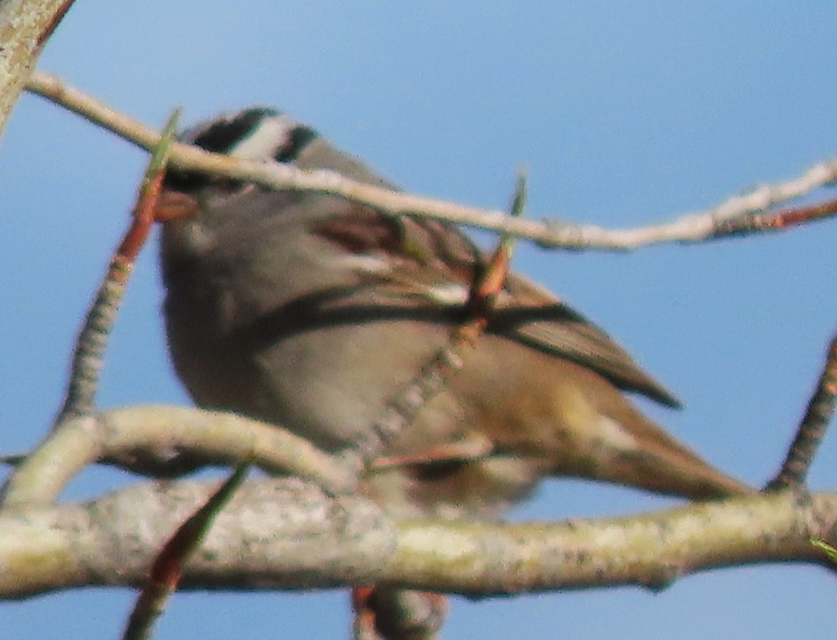 White-crowned Sparrow - ML618554179