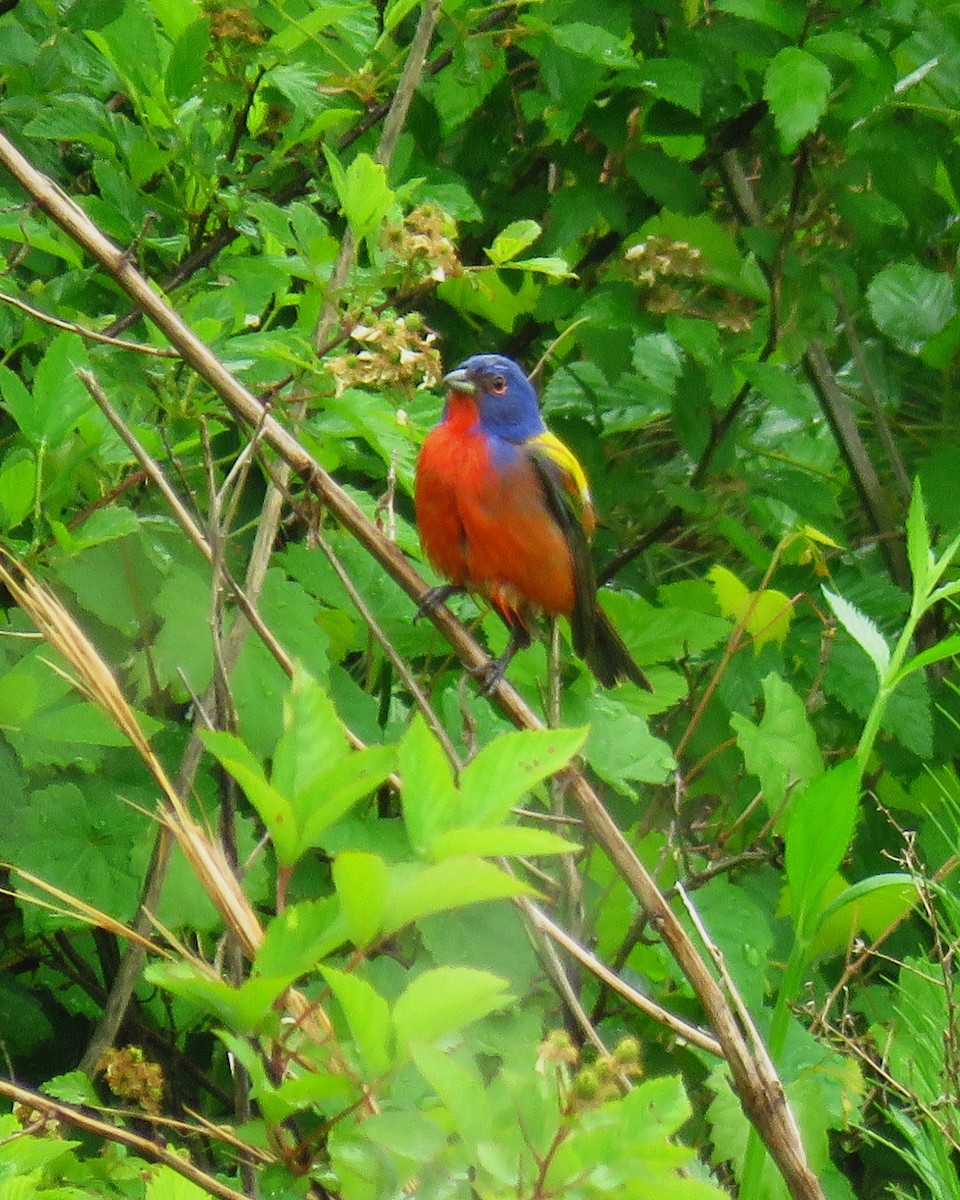Painted Bunting - Ron Ahle