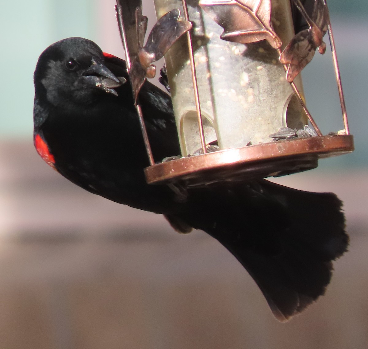 Red-winged Blackbird - ML618554196