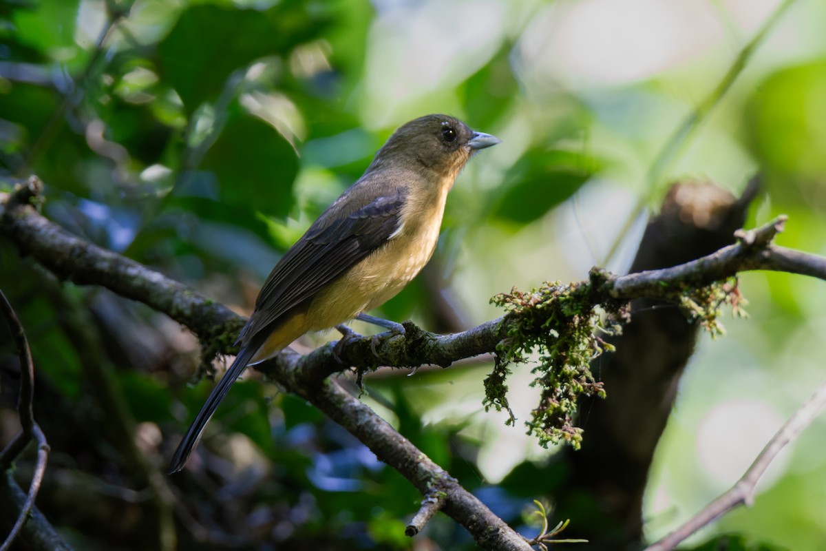 Black-goggled Tanager - ML618554199