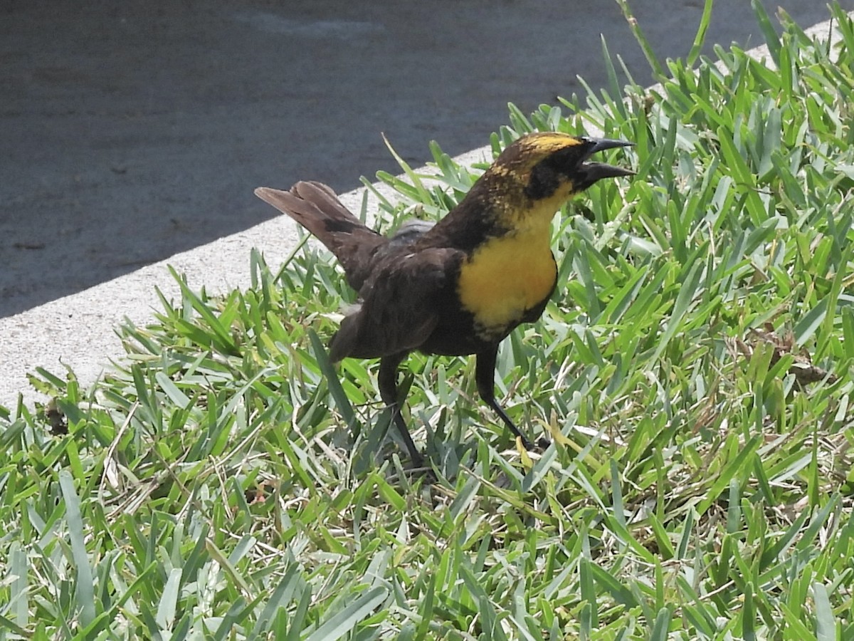 Yellow-headed Blackbird - ML618554211
