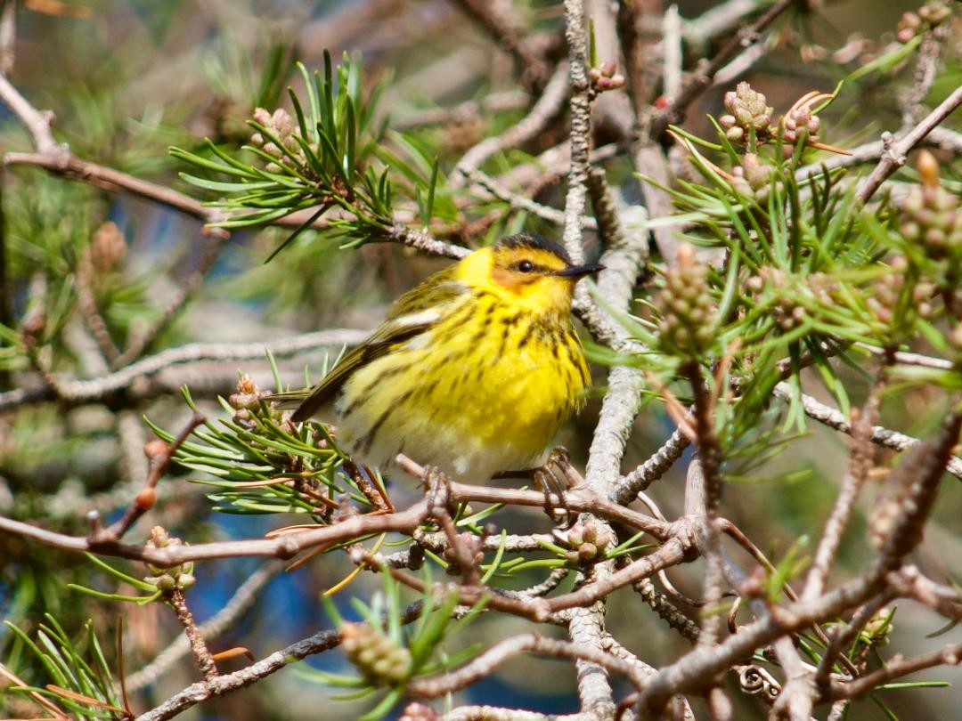 Cape May Warbler - ML618554230