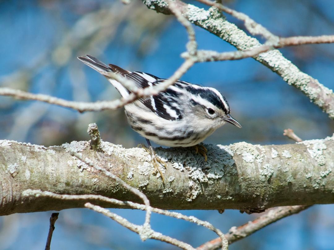 Black-and-white Warbler - ML618554239