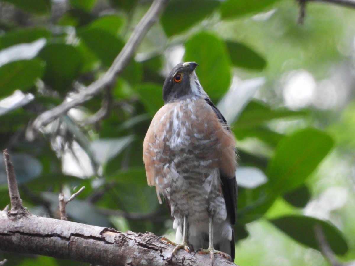 Besra - Accipiter virgatus - Media Search - Macaulay Library and eBird