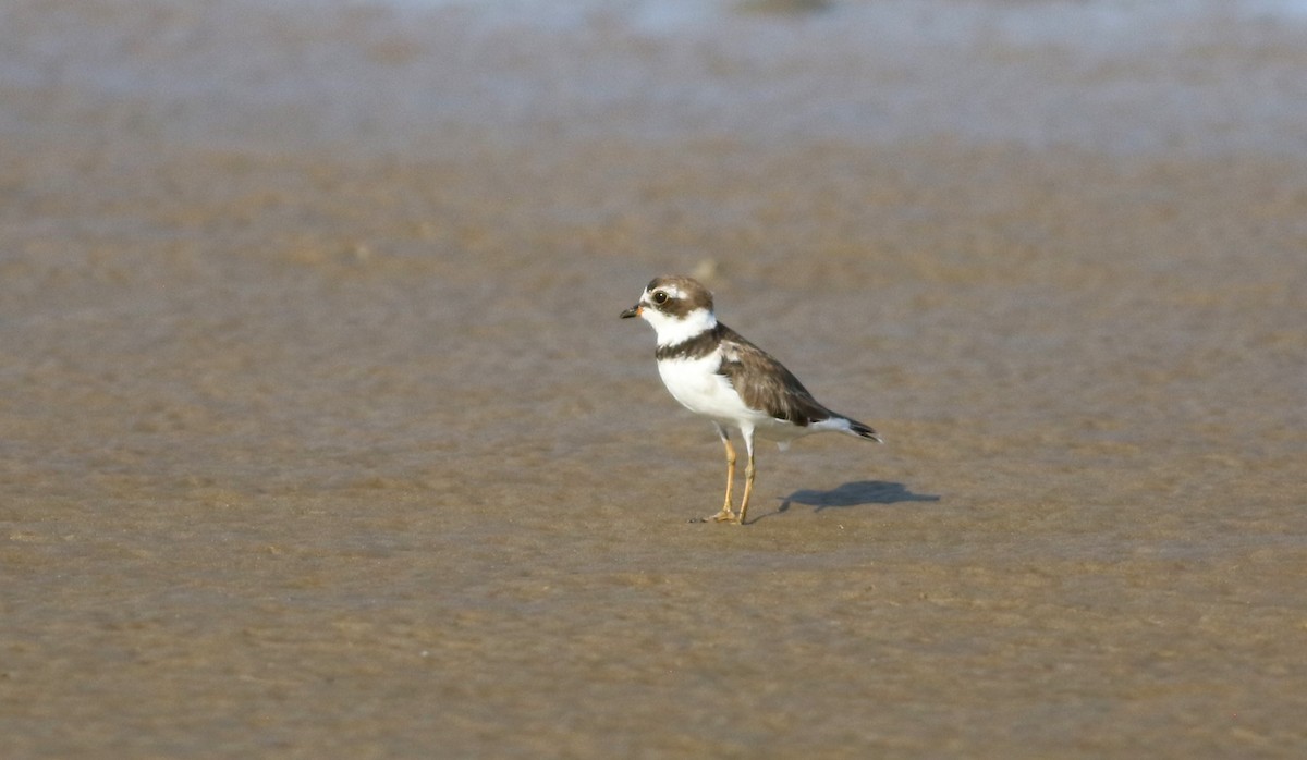 Semipalmated Plover - ML618554297