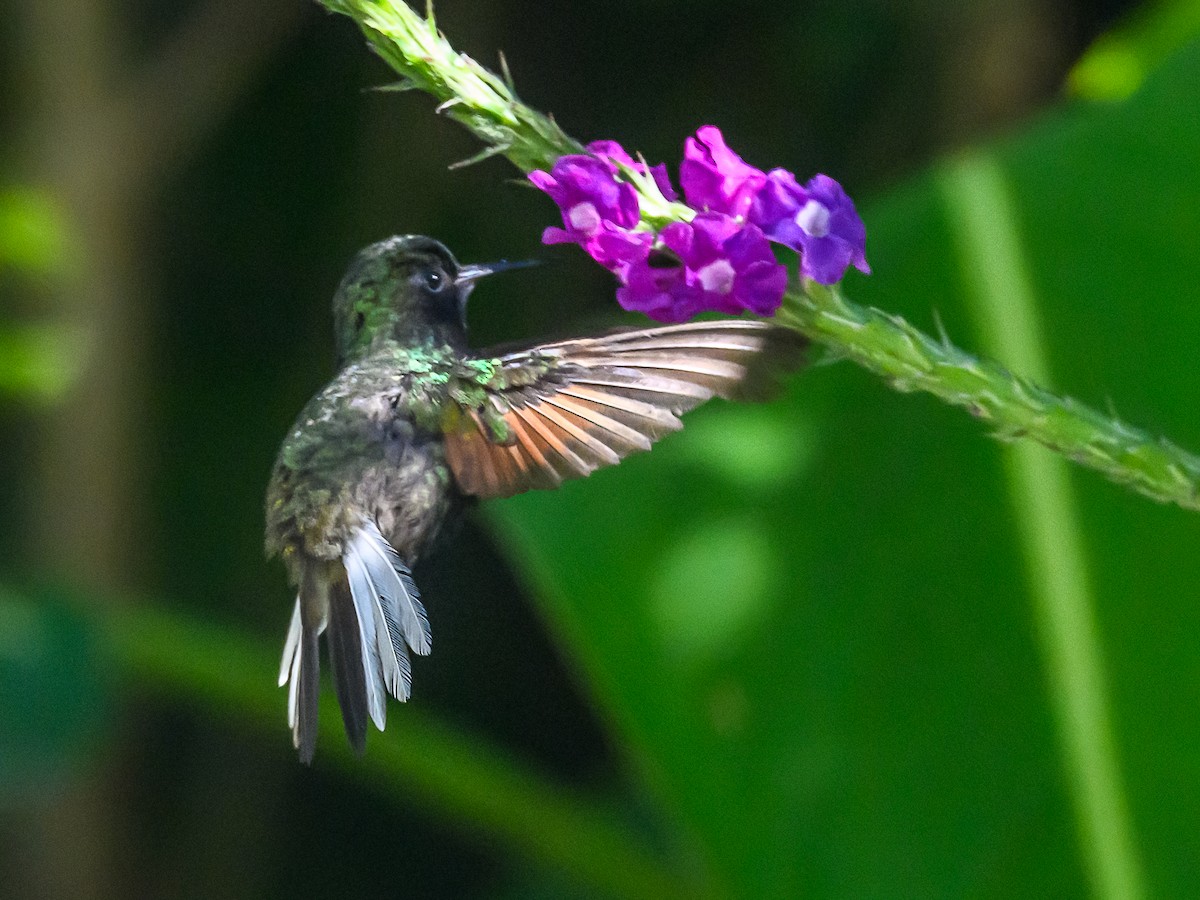 Black-bellied Hummingbird - ML618554382
