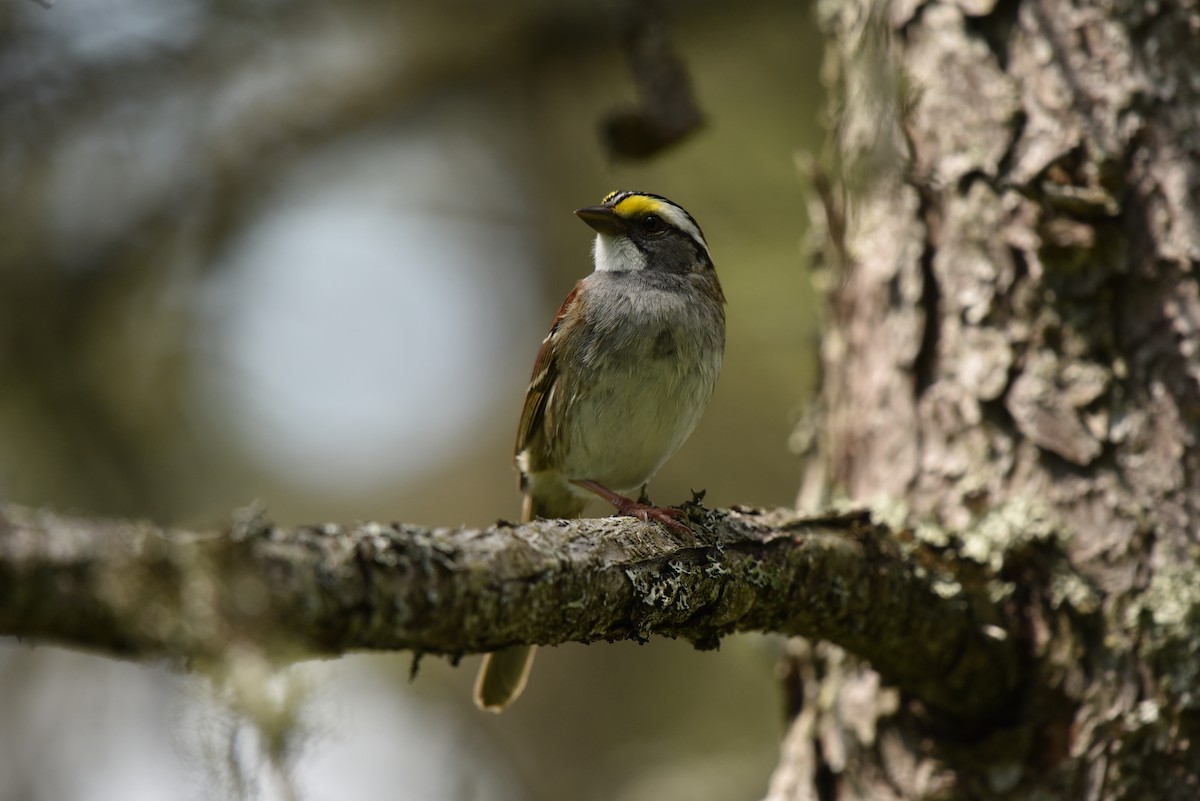 White-throated Sparrow - ML618554399