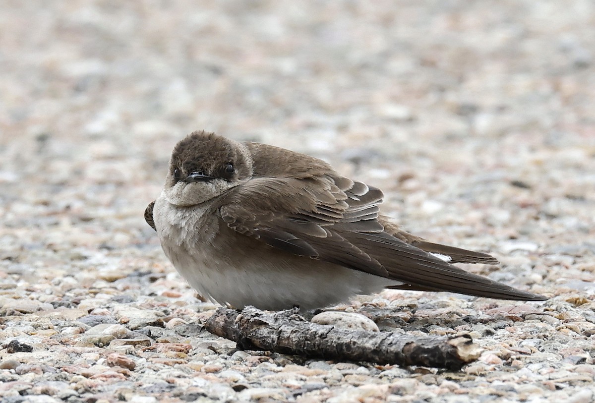 Northern Rough-winged Swallow - ML618554402