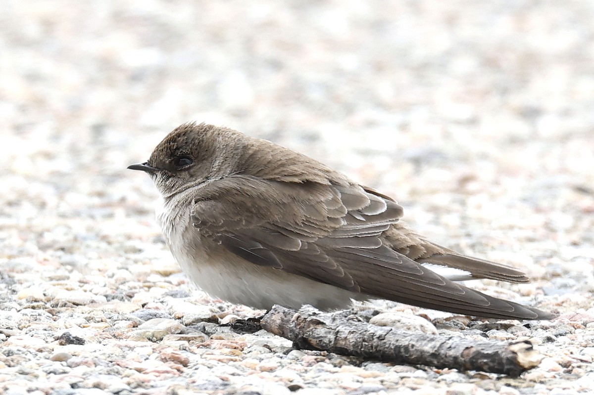 Northern Rough-winged Swallow - ML618554403