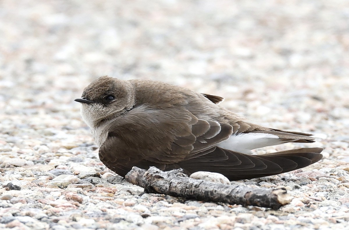 Northern Rough-winged Swallow - ML618554404