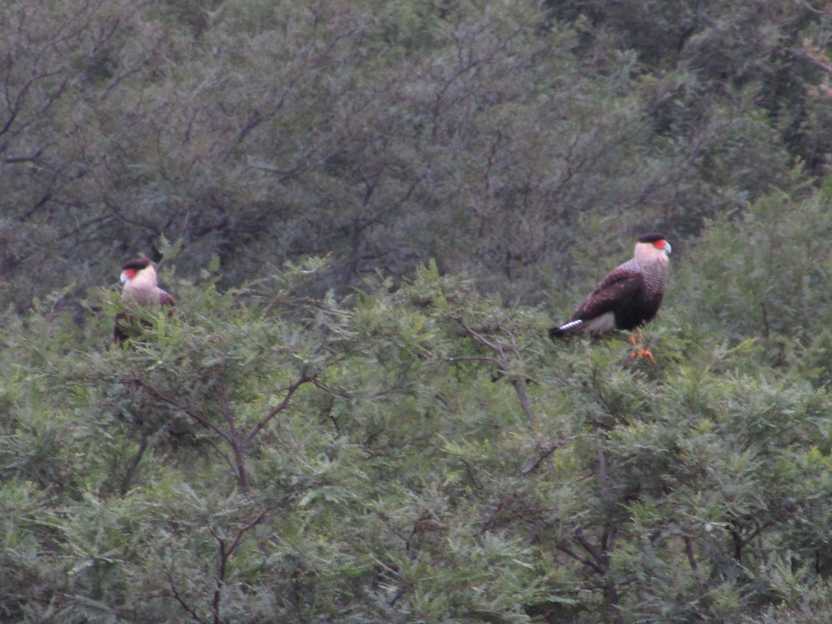 Crested Caracara (Southern) - ML618554416