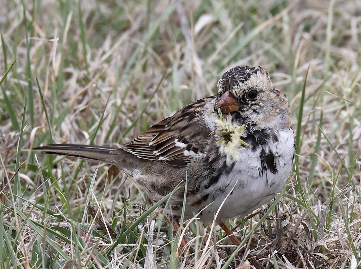 Harris's Sparrow - ML618554431