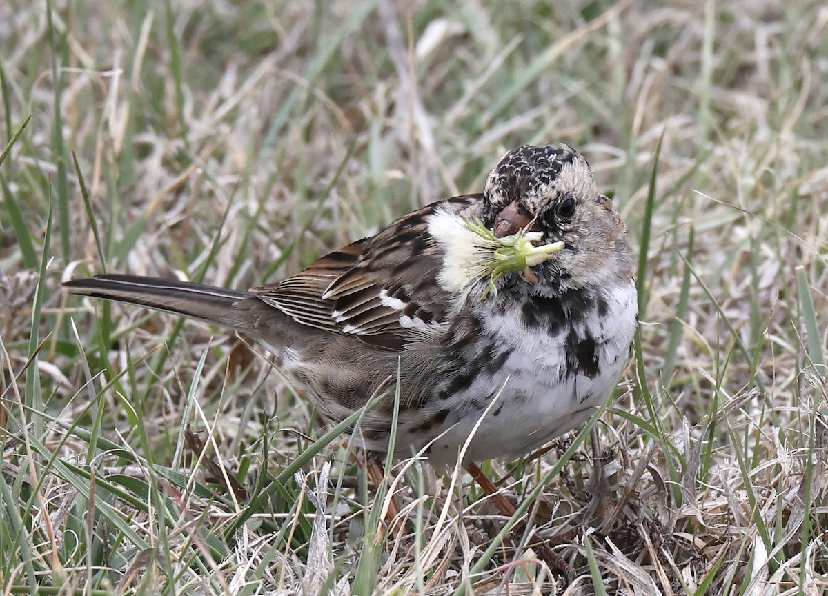 Harris's Sparrow - ML618554432