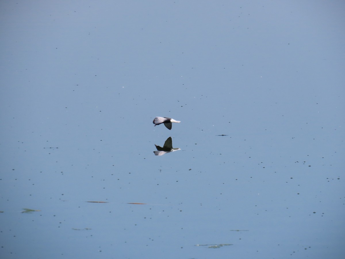 White-winged Tern - ML618554435