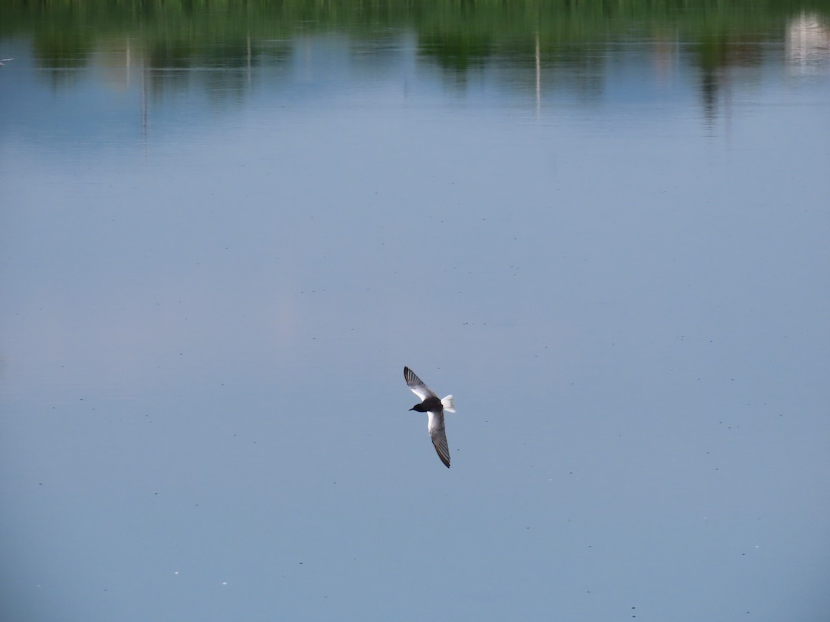 White-winged Tern - ML618554436