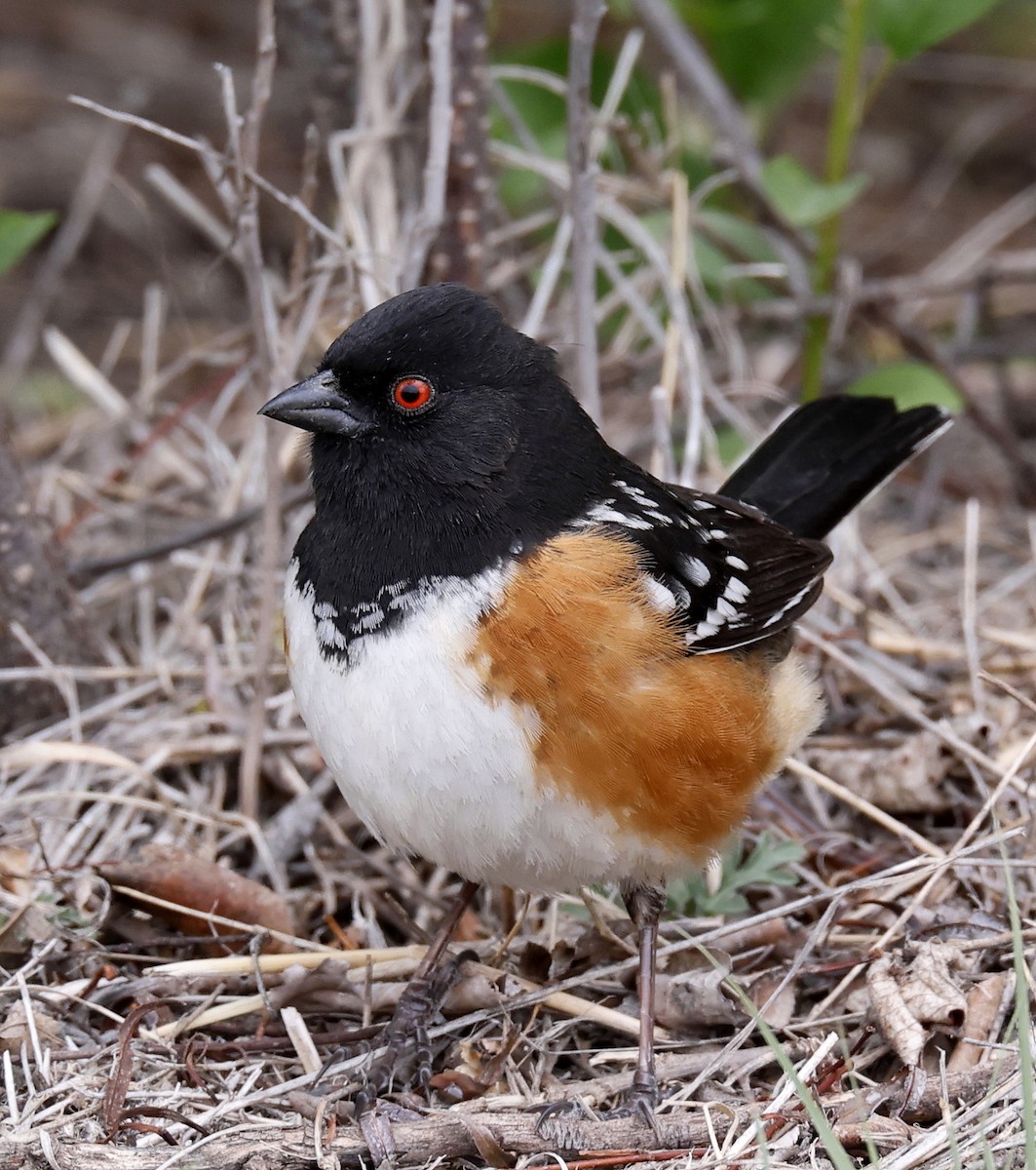 Spotted Towhee - ML618554439