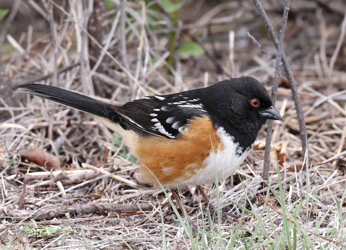 Spotted Towhee - ML618554441