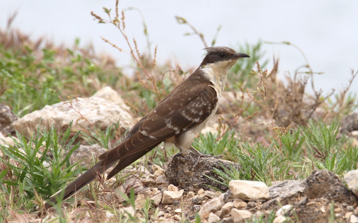 Great Spotted Cuckoo - ML618554466