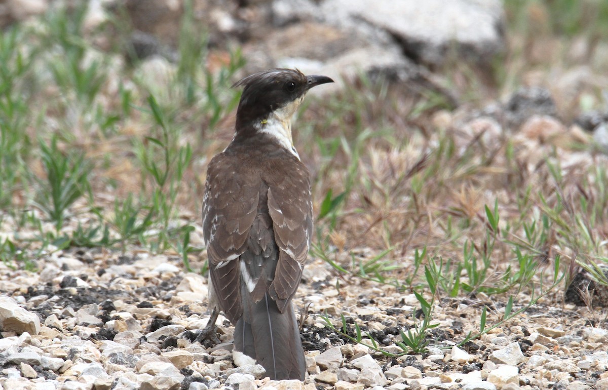 Great Spotted Cuckoo - ML618554469