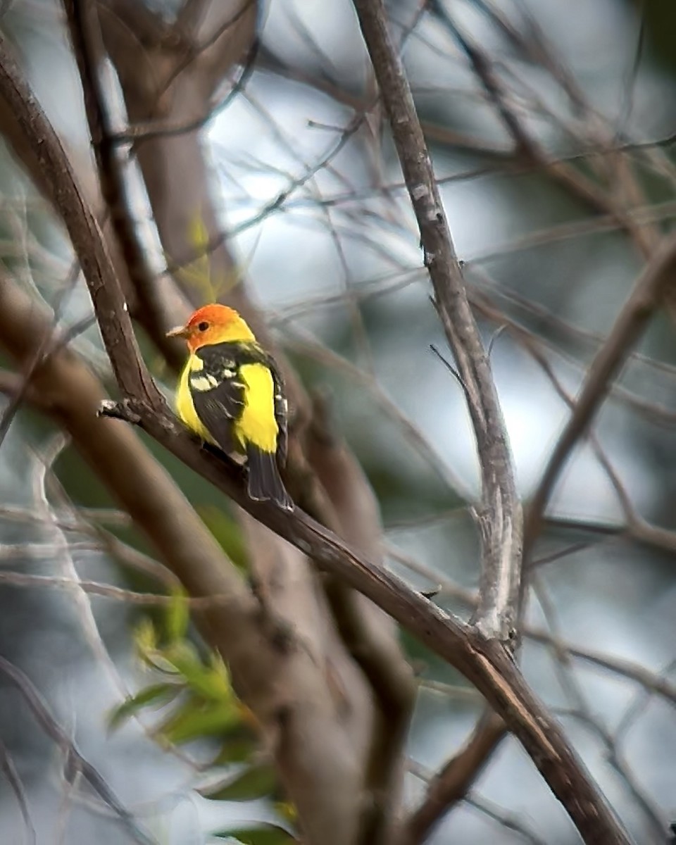 Western Tanager - ML618554474