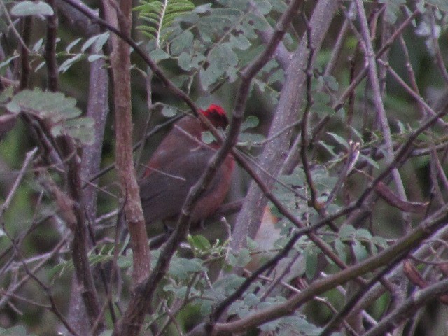Red-crested Finch - ML618554479