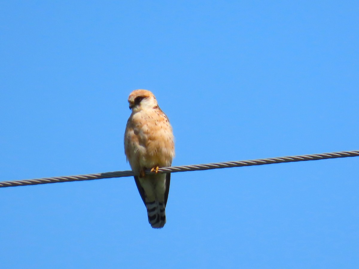 Red-footed Falcon - ML618554508