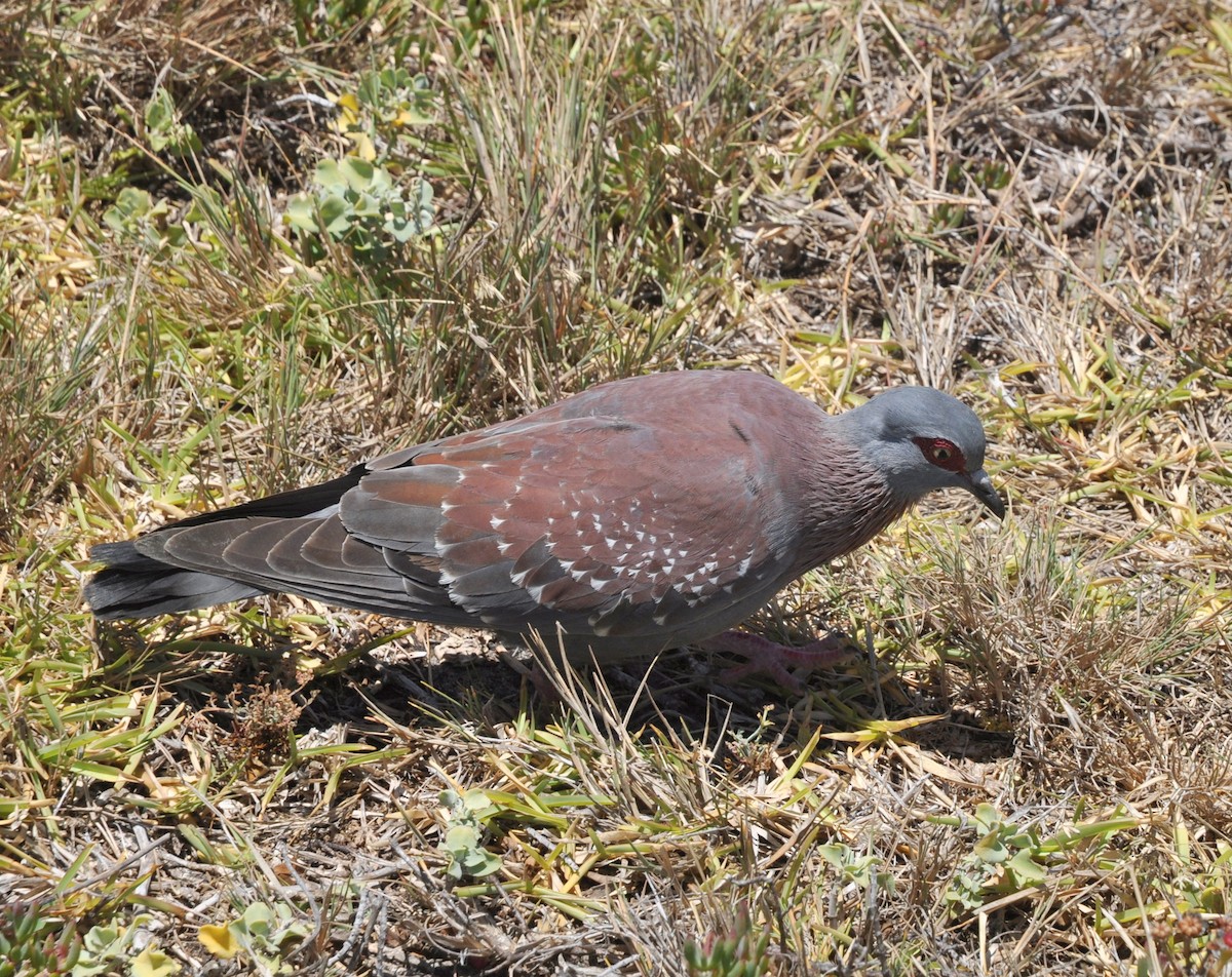 Speckled Pigeon - ML618554550