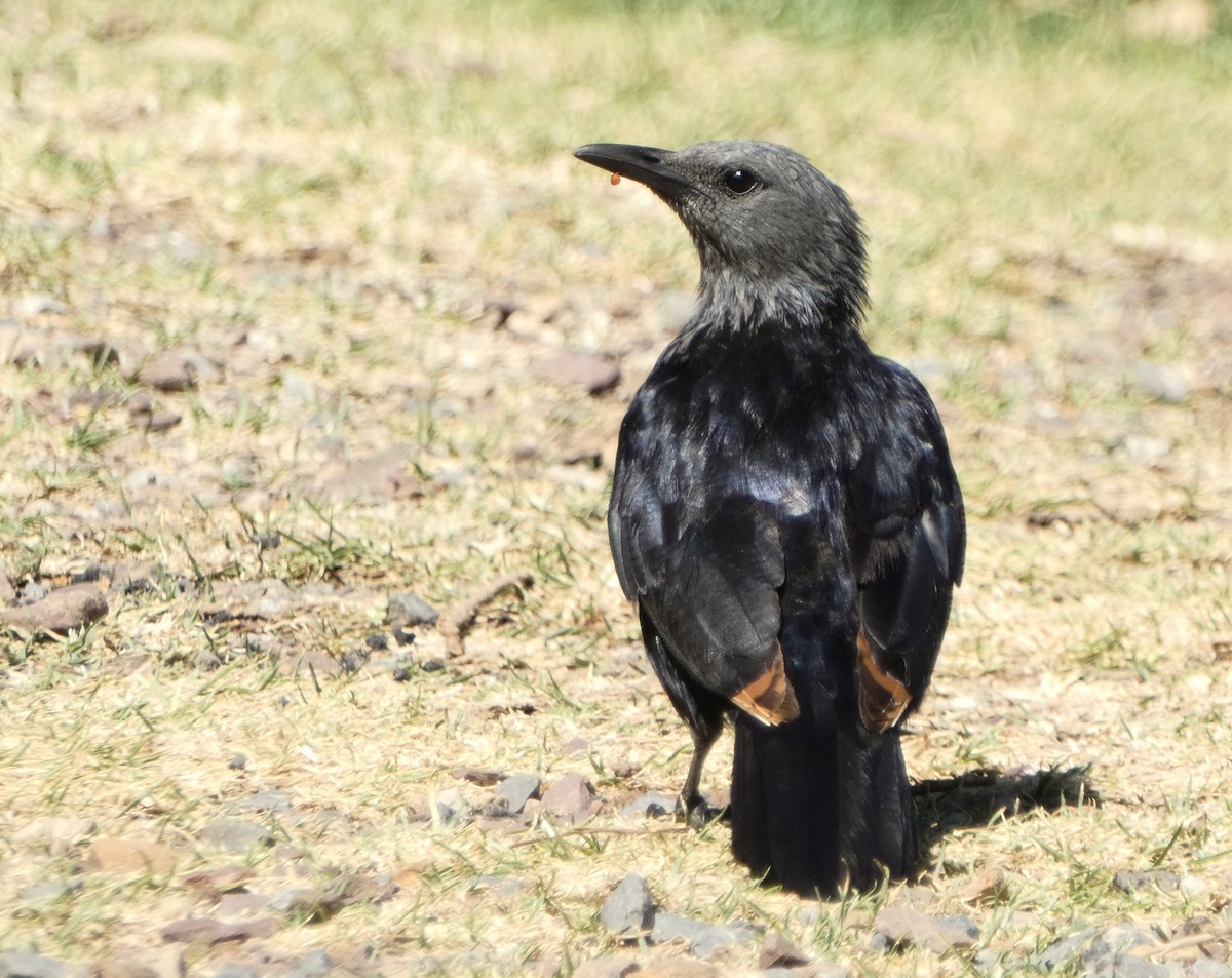 Red-winged Starling - ML618554554