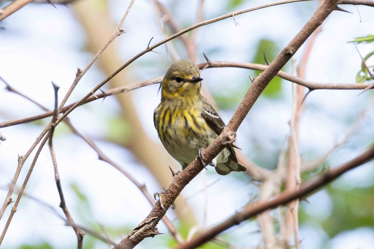 Cape May Warbler - ML618554740