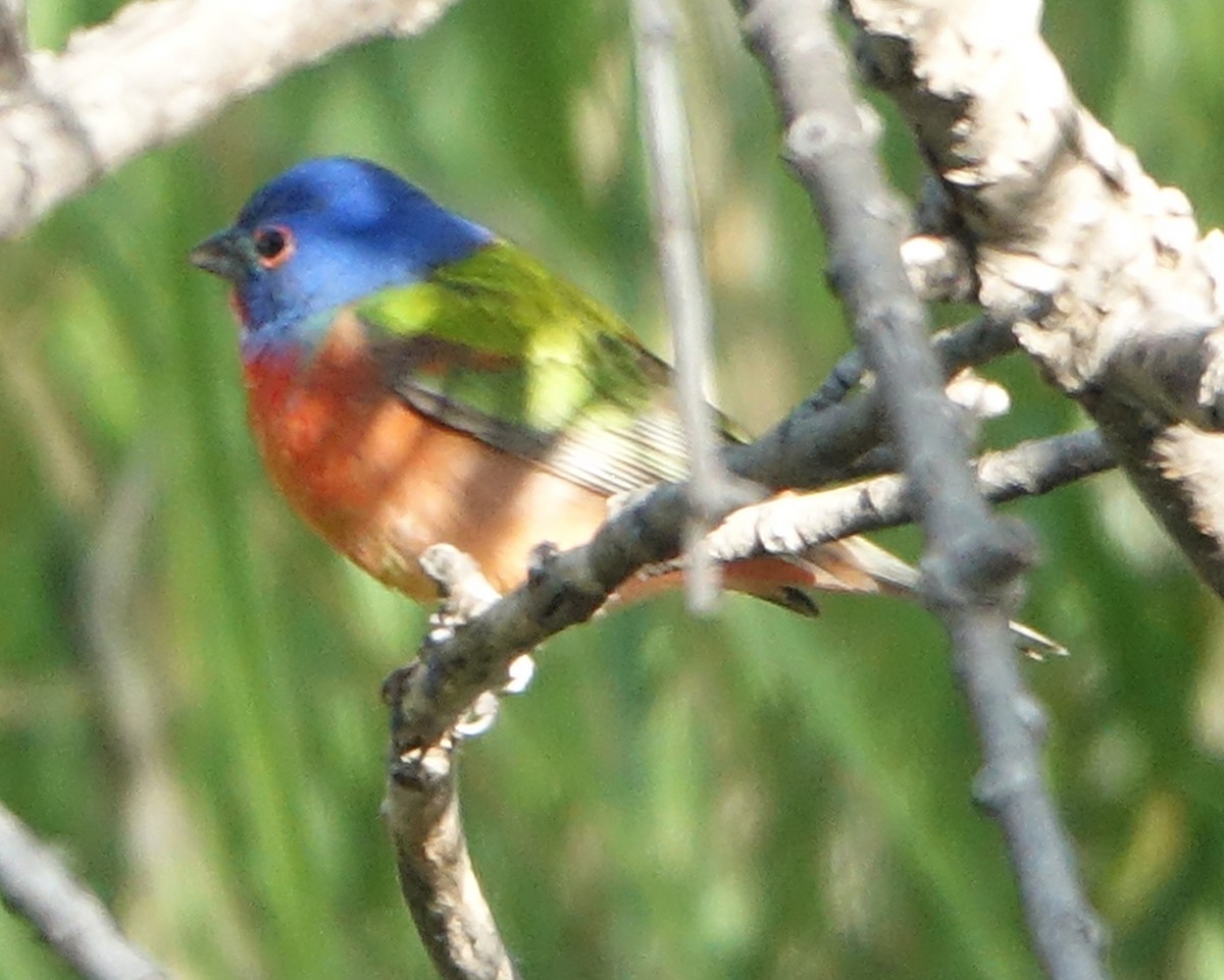 Painted Bunting - ML618554745