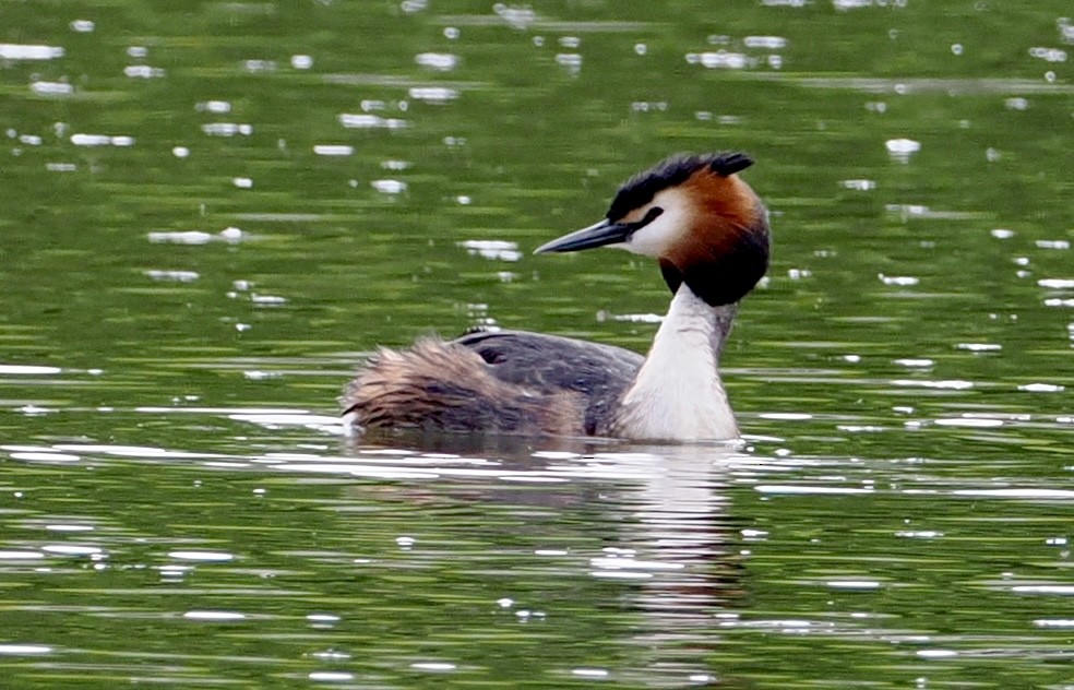 Great Crested Grebe - Cheryl Cooper