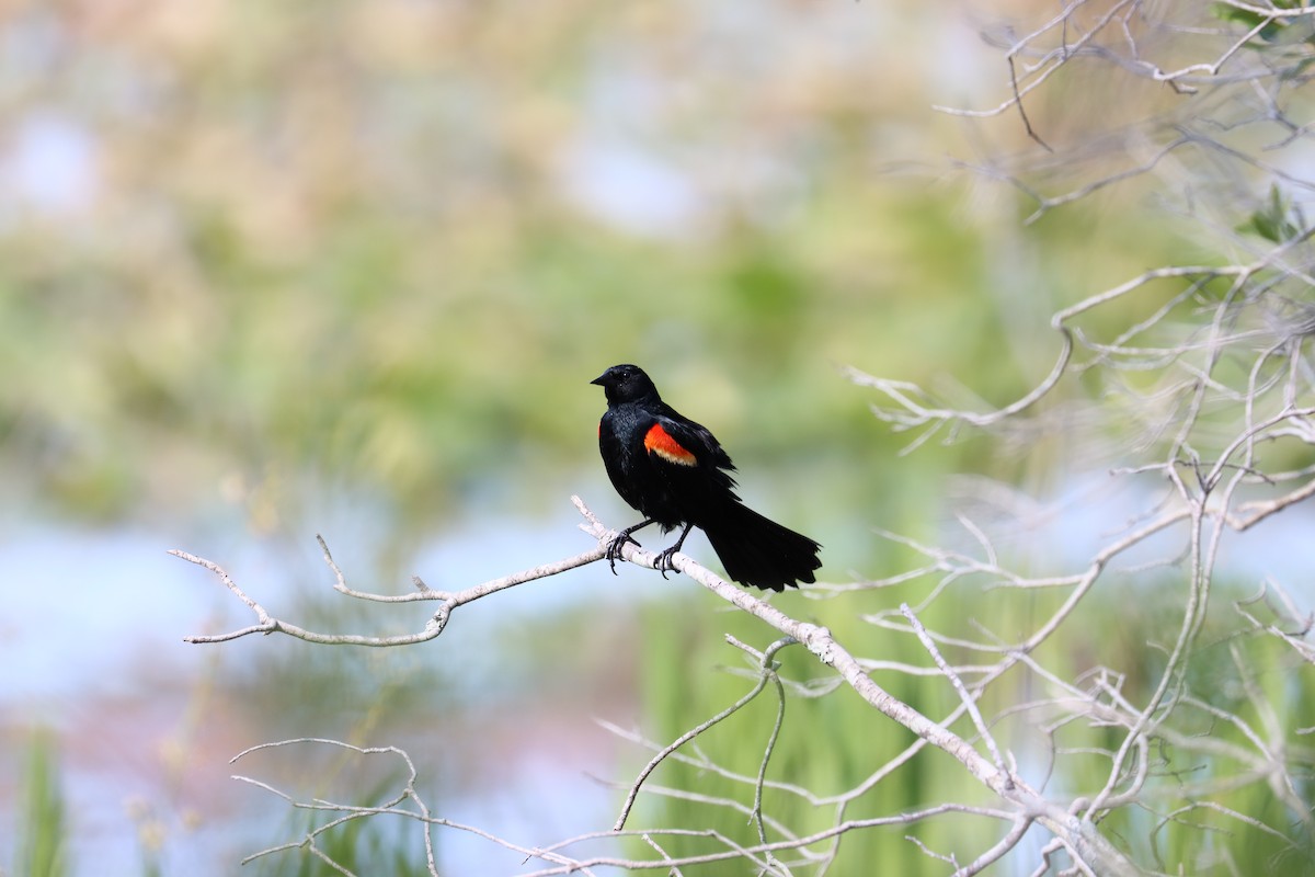 Red-winged Blackbird - ML618554868