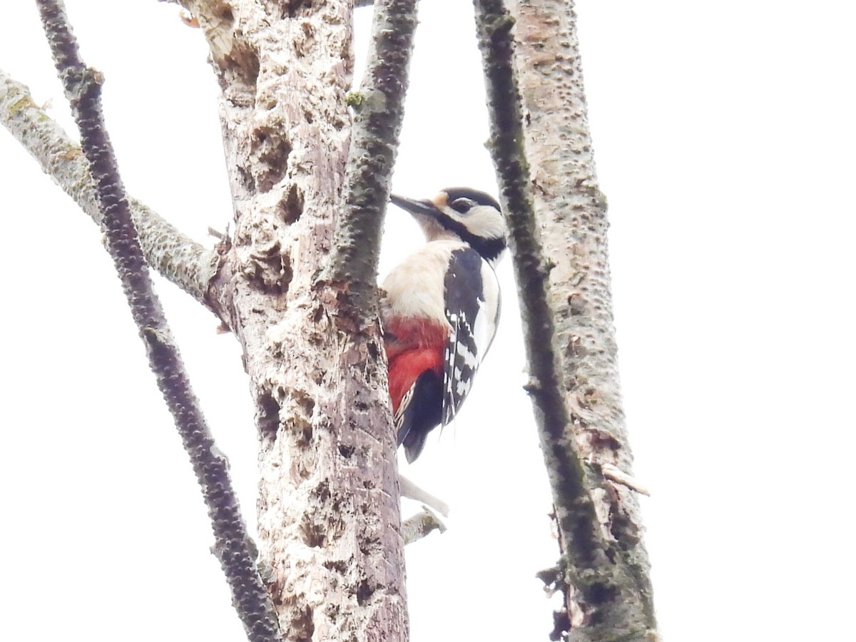 Great Spotted Woodpecker - ML618554900