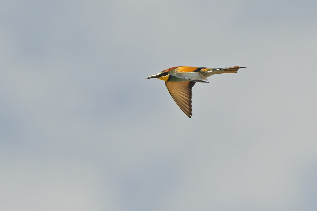 European Bee-eater - Radek Papranec