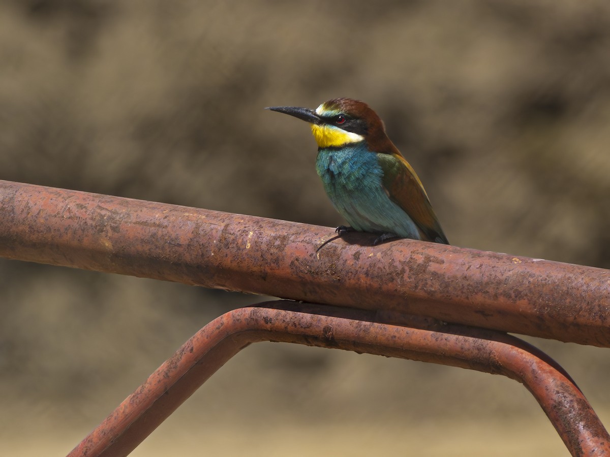 European Bee-eater - ML618554913