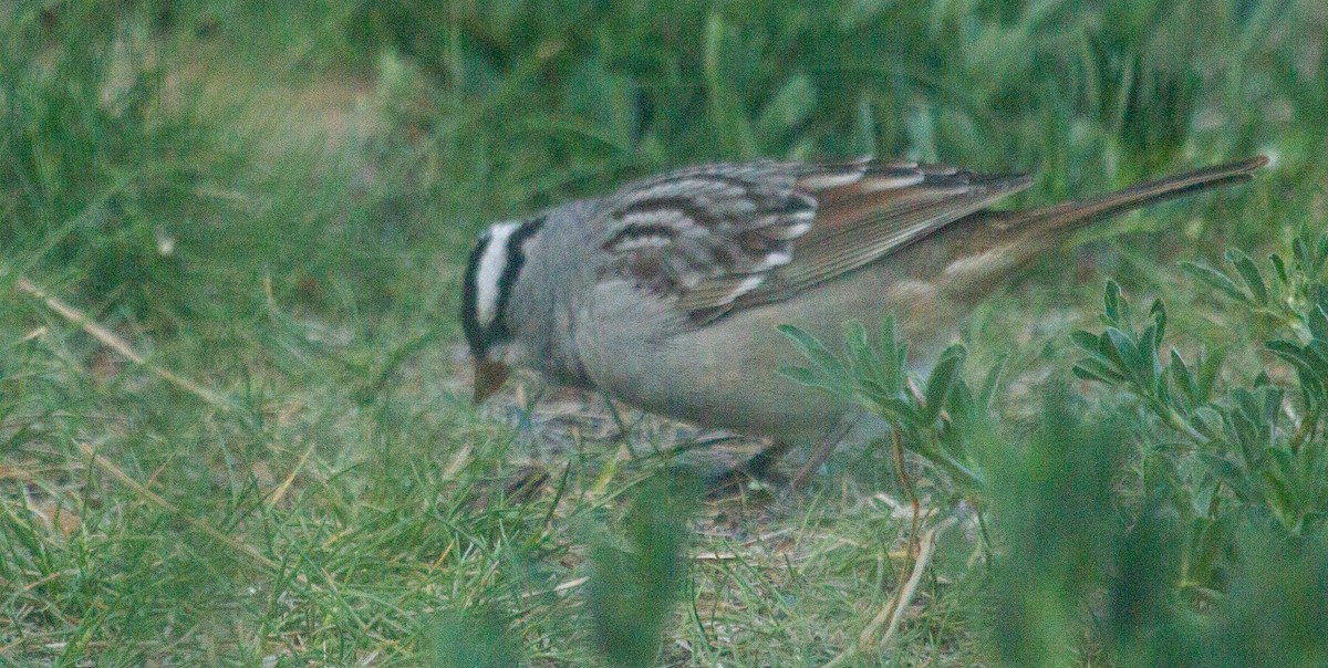 White-crowned Sparrow (Dark-lored) - ML618555040