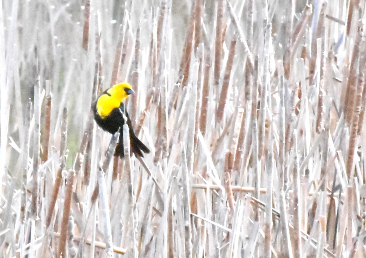 Yellow-headed Blackbird - ML618555109