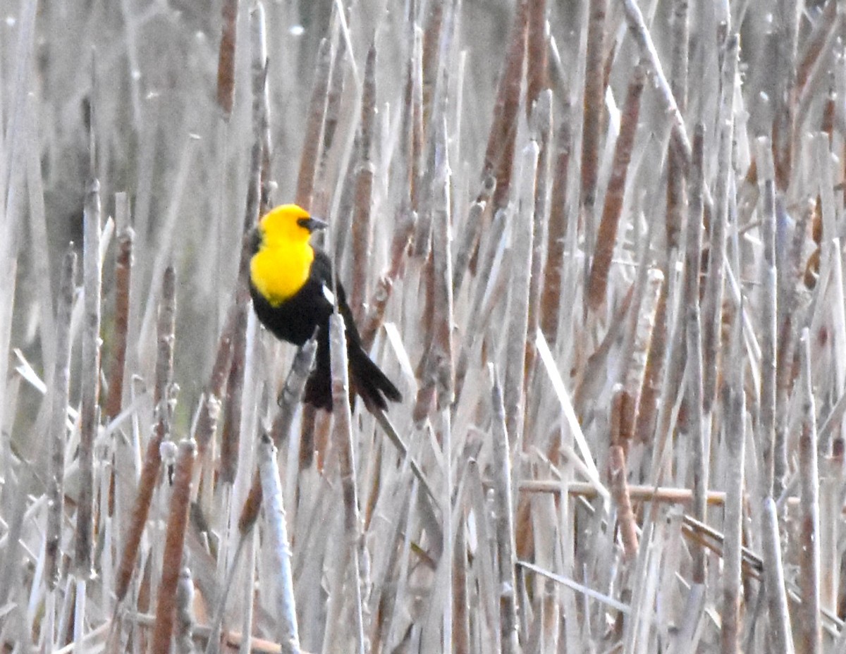 Yellow-headed Blackbird - ML618555112